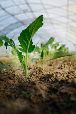 Seradaki genç bir kohlrabi bitkisinin yakın çekimi. Düşük, seçici keskinlik
