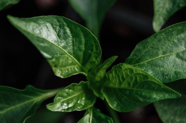 Kuş bakışı, yukarıdan genç bir domates bitkisinin yapraklarıyla yakından bakmak..