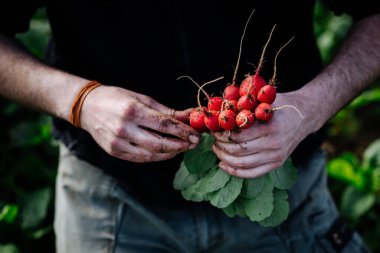 Bahçıvanın erkek eli, çiftçi sebze topluyor ve taze toplanmış lezzetli, sulu ve kırmızı turpları tutuyor..