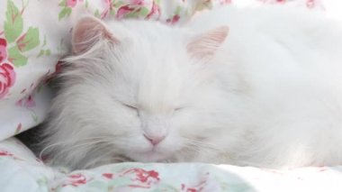 Güzel, beyaz, uzun saçlı Pers kedisi, Ragdoll kedisi yalan söylüyor ve çiçekli bir battaniyenin üzerinde uyuyor.
