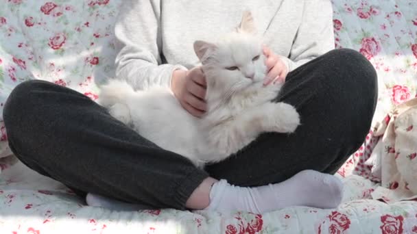 Piękny Biały Długowłosy Kot Perski Kot Ragdoll Leży Wygodnie Kolanach — Wideo stockowe