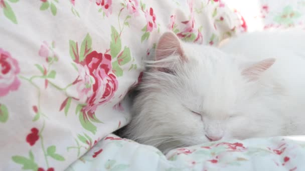 Красивая Белая Длинноволосая Персидская Кошка Рагкукла Лежит Спит Цветочном Одеяле — стоковое видео