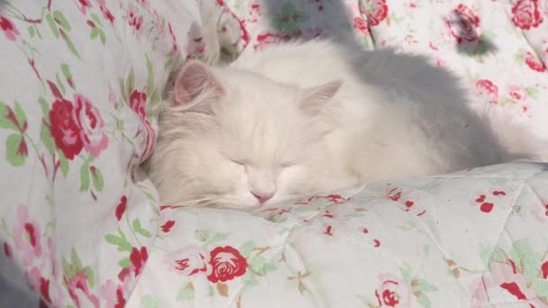 Schöne Weiße Langhaarige Perserkatze Ragdoll Katze Liegt Und Schläft Auf — Stockvideo