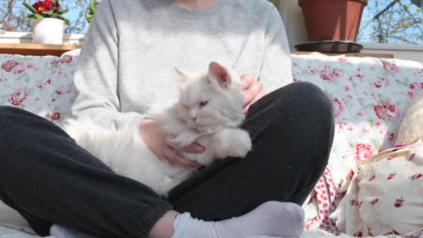 Mooie Witte Langharige Perzische Kat Ragdoll Kat Ligt Comfortabel Schoot — Stockvideo