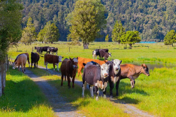 Grupa Krów Farmie Wsi Słoneczny Dzień Nowej Zelandii — Zdjęcie stockowe
