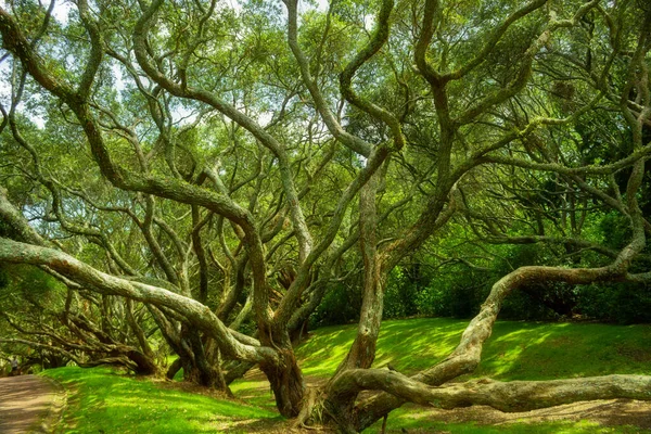 Μεγάλα Δέντρα Στον Τομέα Auckland Βόρειο Νησί Νέα Ζηλανδία Κατά — Φωτογραφία Αρχείου