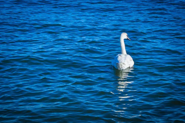 Schöne Weiße Schwäne Schwimmen Der Ostsee Eiranranta Einem Strand Der — Stockfoto