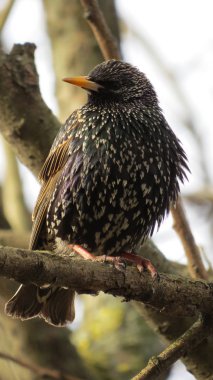 Vahşi yaşamda kuş dalda