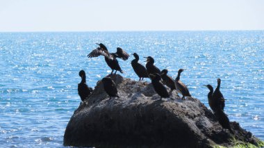 Bir taşın üzerindeki karabataklar