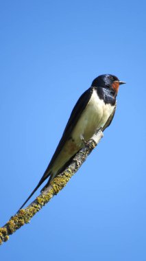 bir dal üzerinde yutmak