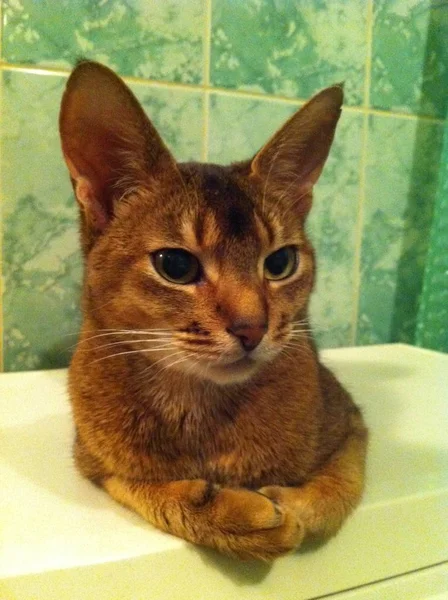 Bela Mentira Gato Vermelho — Fotografia de Stock