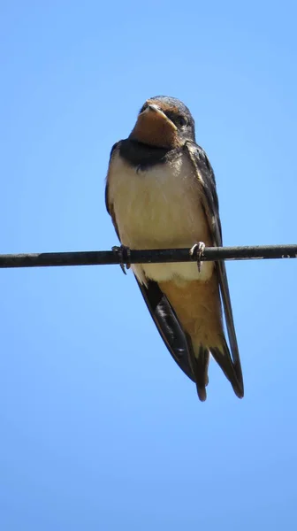 Golondrina Naturaleza — Foto de Stock