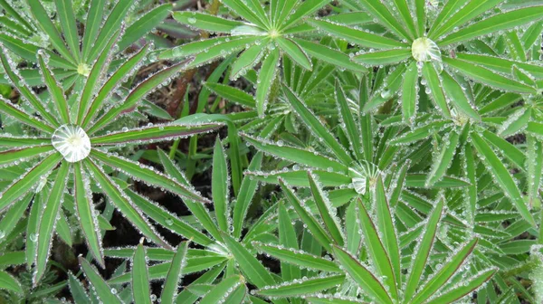 Herbe Matin Avec Rosée — Photo