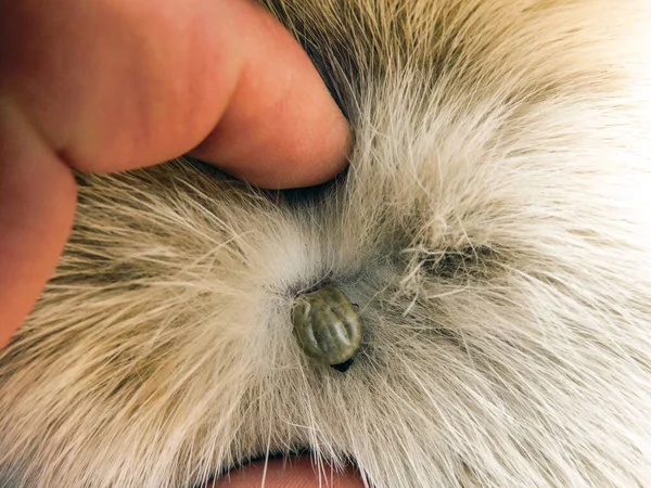 带状病毒的脑炎 一种在宠物身上的虱子 狗毛上的寄生虫Acarology 图库照片