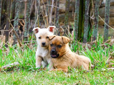 Dean yavrusu başka birine sokuldu, ağzını açtı ve küçük kardeşini korumak istedi..