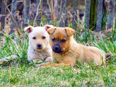 İki küçük köpek yavrusu çimenlerin üzerinde yan yana uzanır..