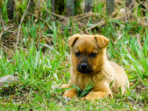 Liten Hundvalp Ligger Gräset — Stockfoto