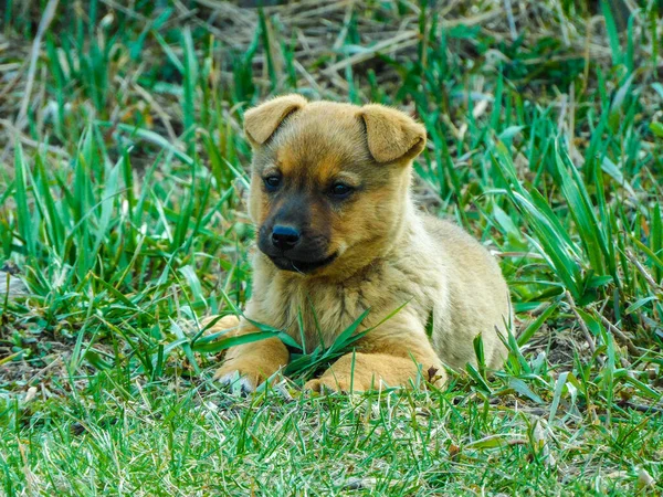 Duitse Herder Puppy Ligt Het Gras — Stockfoto