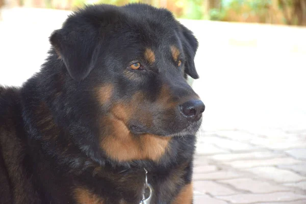 The Tibetan Mastiff is a large Tibetan dog breed belonging to the mastiff family