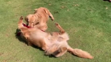 Golden Retriever köpekleri doğada homurdanıyor.
