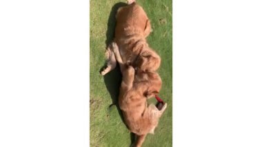 Golden Retriever her iki köpek de doğada oynuyor ve eğleniyor. Golden Retriever köpek cinsi çok ünlü bir köpek cinsidir..