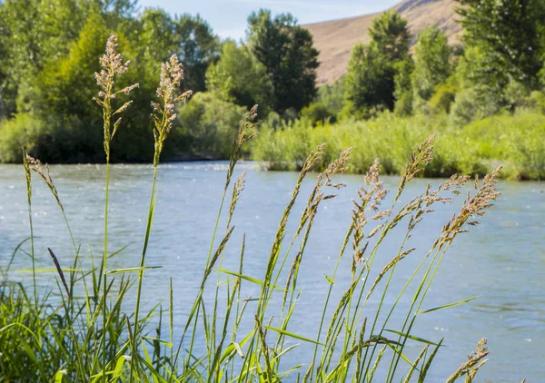 De rivier van de Yakima, Washington state Stockafbeelding