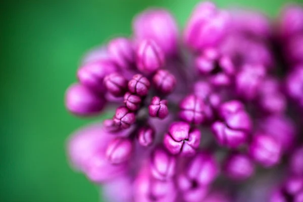 Closeup Delicate Buds Beautiful Spring Lilac Flowers — Stock Photo, Image