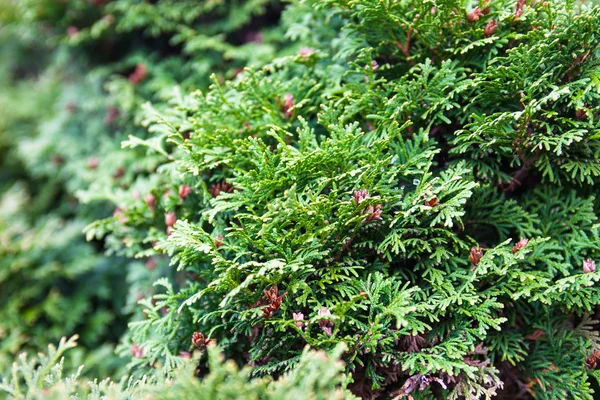 Cabang Dari Juniper Tanaman Konifer Evergreen Dengan Daun Seperti Skala — Stok Foto