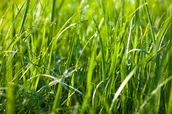 Dauw Druppels Het Groene Gras Schijnt Zon — Stockfoto