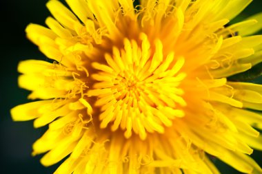 Çiçek açan sarı karahindiba çiçeğine yakın çekim.