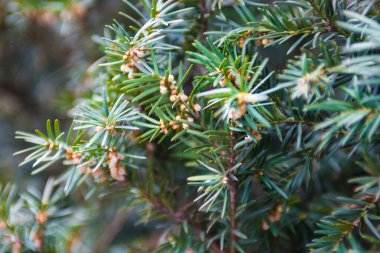 Ardıç şube erkek koniler polen üretimi ile