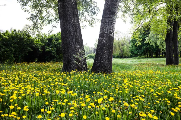 Стовбури Дерев Оточені Квітучими Жовтими Кульбабами — стокове фото