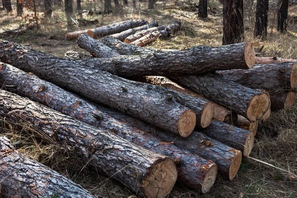 Stapel Gekapte Dennenbomen Het Bos — Stockfoto