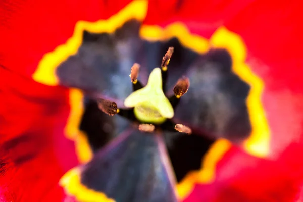 Közelsége Virágzó Vörös Tulipán Virág Fekete Kék Sárga Középső — Stock Fotó