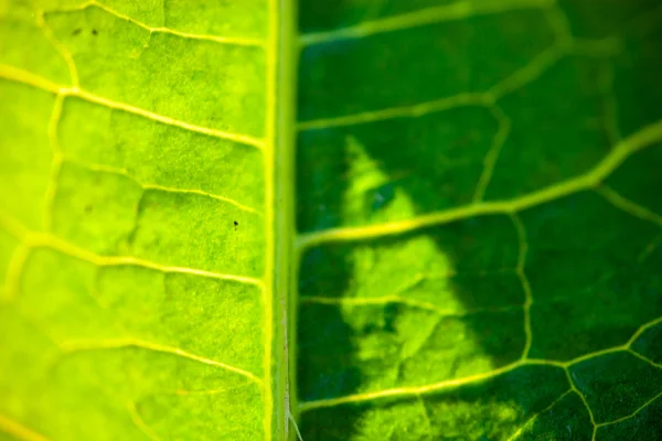 Close Folha Verde Brilhante Luz Sol — Fotografia de Stock