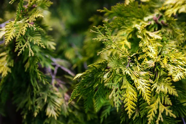Takken Van Jeneverbes Groenblijvende Naaldboom Plant Met Schaalachtige Bladeren — Stockfoto