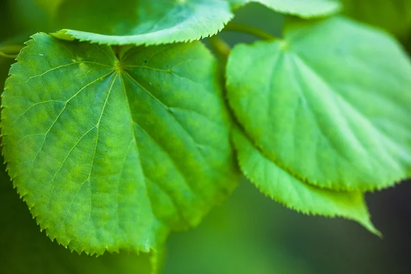 Luminose Foglie Verdi Del Tiglio — Foto Stock