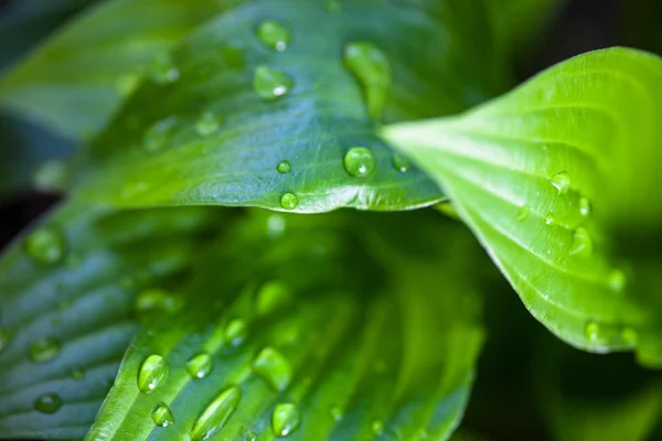 Primer Plano Hosta Hojas Verdes Con Gotas Rocío — Foto de Stock