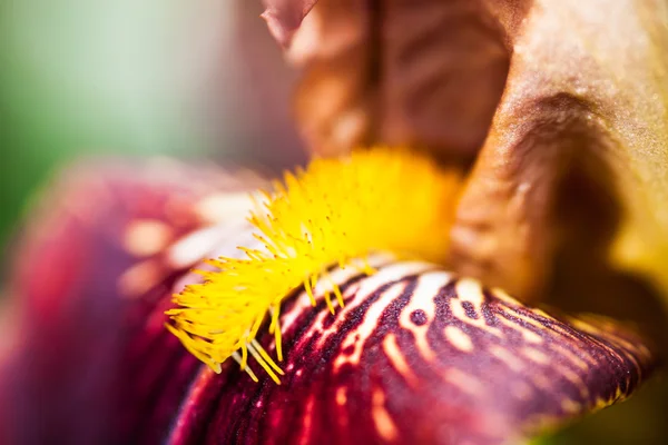 Primer Plano Hermosa Flor Del Iris — Foto de Stock