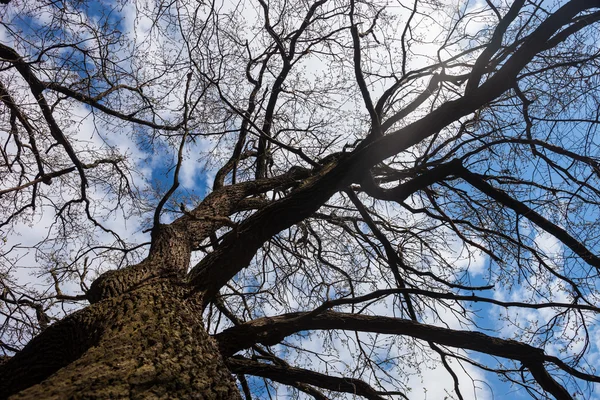 树的树干和树枝在多云的天空 — 图库照片