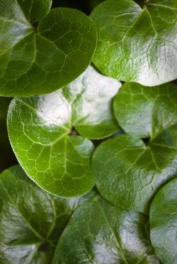 Asarabacca 'nın parlak yeşil yaprakları (Asarum europaeum).