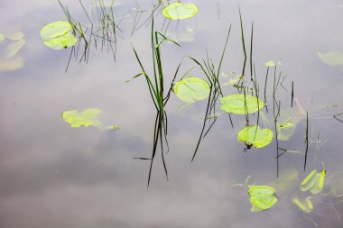 Nilüfer yapraklı su yüzeyi ve genç sazlıklar..