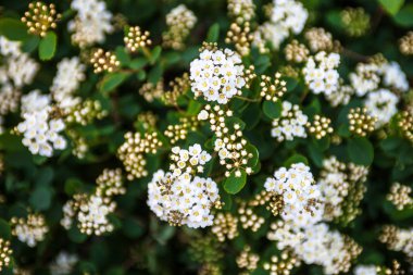 Çiçekler ve tomurcuklar açan Spiraea çalılığında