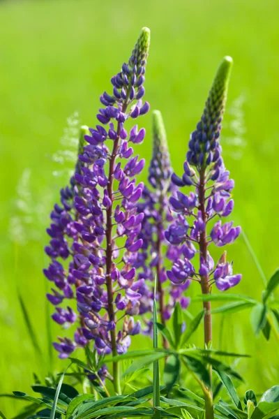 Flores Azuis Tremoço Lupinus Fechar — Fotografia de Stock