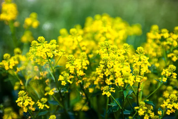 Flores Amarillas Colza Brassica Napus Cerca — Foto de Stock