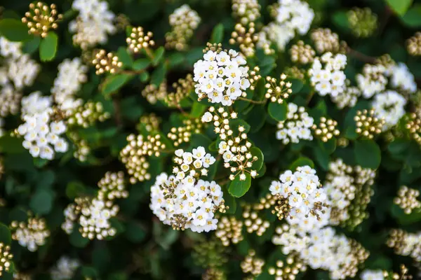 Flores Capullos Blancos Arbusto Spiraea Flor —  Fotos de Stock