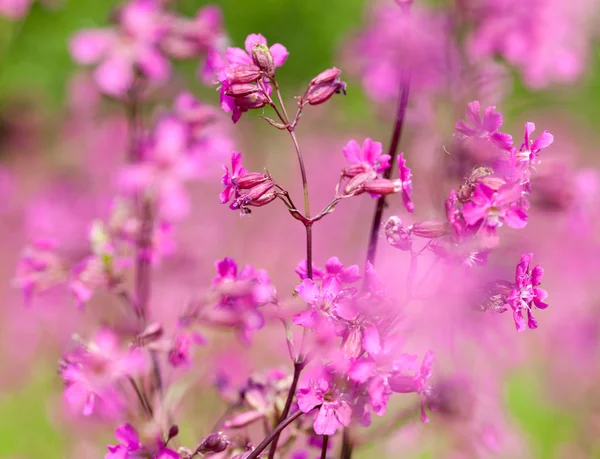 Blooming sticky catchflies (Silene viscaria) — Stock Photo, Image