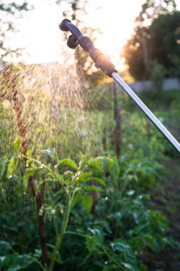 Bahçe spreyi genç domateslerin üzerine su püskürtüyor.