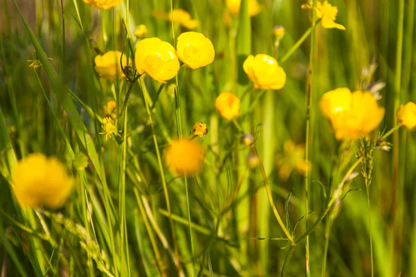 Green Meadow Blooming Yellow Buttercup Flowers — Stock Photo, Image