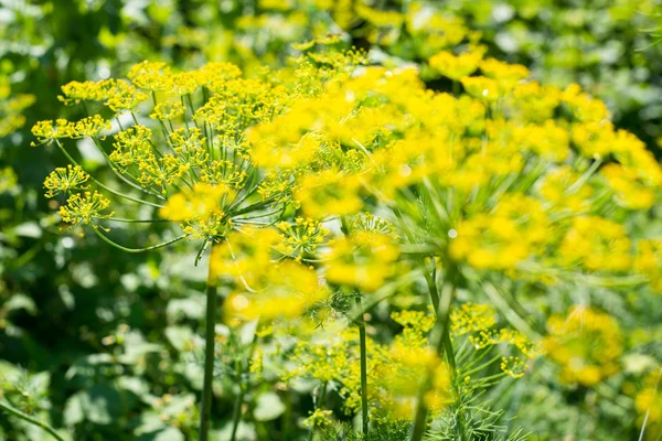 Flores de eneldo amarillo — Foto de Stock